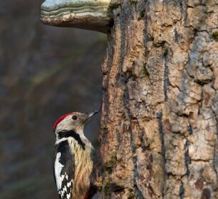 Picchio rosso mezzano (Dendrocopos medius) Middle Spotted Woodpecker, Polonia, Poland