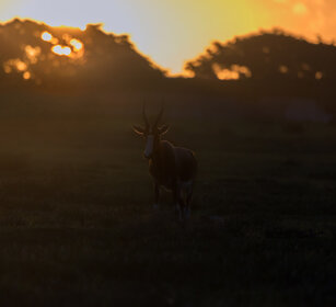 Antilope dorcade (Damaliscus pygargus), Bontebok Riserva naturale De Hoop, De Hoop natural reserve