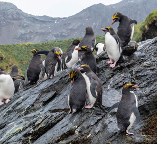 Pinguini (Eudyptes chrysolophus) Macaroni Penguins
