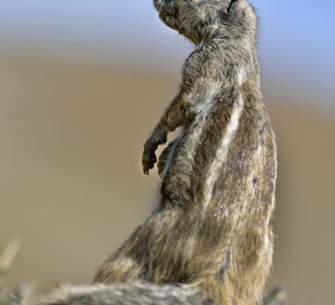 Xero del Nord Africa (Atlantoxerus getulus) Barbary Ground Squirrel, Fuerteventura, parque Rural
