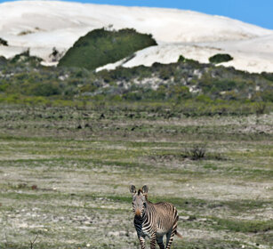 Zebra comune (Equus quagga), Common Zebra Riserva naturale De Hoop, De Hoop natural reserve