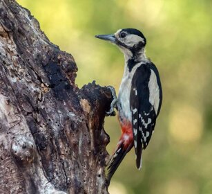 Picchio rosso maggiore (Dendrocopos major) Great Spotted Woodpecker f. Picchio rosso maggiore (Dendrocopos major) Great Spotted Woodpecker f.