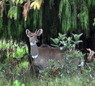 femmina di Nyala di montagna (Tragelaphus buxtoni) female Mountain Nyala, Dinsho forest