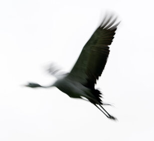 Gru del Paradiso (Anthropoides paradisaea) Blue Crane