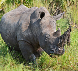 Rinoceronte bianco Uganda