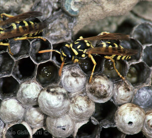 Vespe, Wasps Frossasco (To), Piemonte
