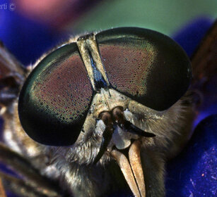 occhi di Tafano, Horsefly's eyes Frossasco (To), Piemonte