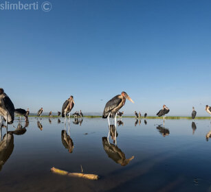 Marabù (Leptoptilos crumeniferus) Marabou Storks lago Awasa, lake Awasa