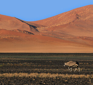 Orice (Oryx gazella), Gemsbok Namib Naukluft NP