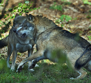 Lupi (Canis lupus), Wolves Bayerischerwald NP