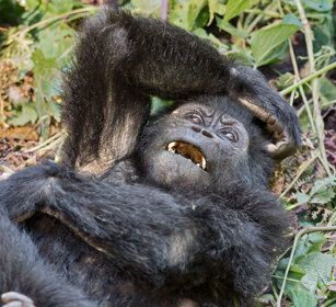 Gorilla di montagna Uganda