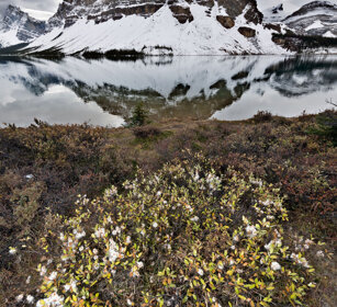 Bow lake, Banff NP
