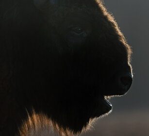 Bisonte europeo (Bison bonasus), European Bison Polonia, Poland