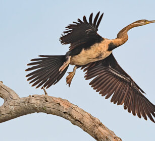 Aninga africana Uganda