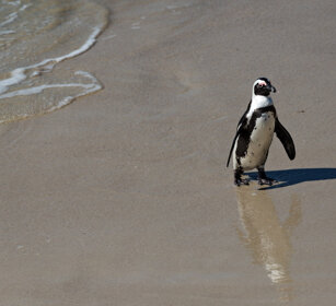 Pinguino del Capo (Spheniscus demersus) Jackass Penguin, Cape Peninsula