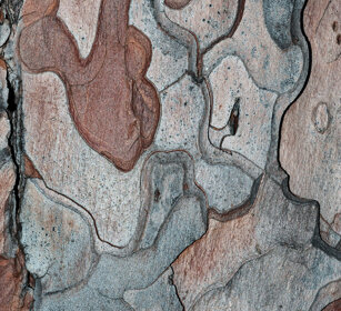 corteccia, bark