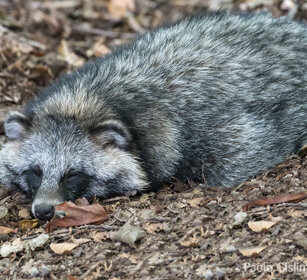 Cane Procione, Raccoon Dog