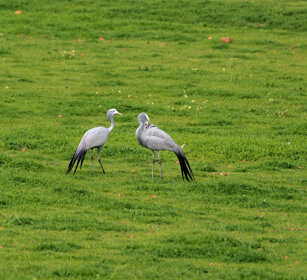 Gru del Paradiso, Blue Cranes