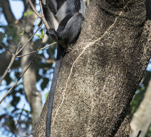 Cercopiteco diademato (Cercopithecus stuhlmanni) Diademed Monkey, Serengeti NP