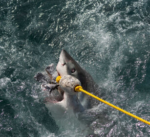 Squalo bianco (Carcharodon carcharias) Great White Shark
