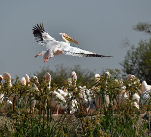 Pellicani, Pelecanus onocrotalus Great White Pelicans, lago Zway, lake Zway