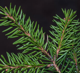 aghi d'abete, fir needles