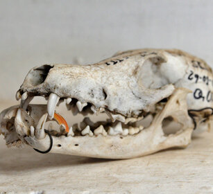Lupo del Simien (Canis simiensis), Simien Wolf Cranio di Lupo con osso di Rattotalpa in bocca, wolf's skull with a Mole-rat bone in the mouth 
