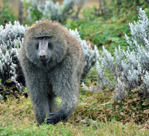 Babbuino anubino (Papio anubis), Olive Baboon
