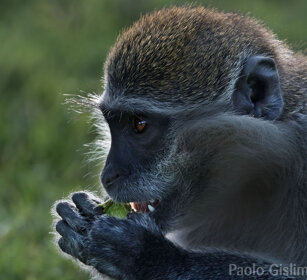Cercopiteco grigioverde (Chlorocebus aethiops) Grivet monkey, lago Awasa, lake Awasa