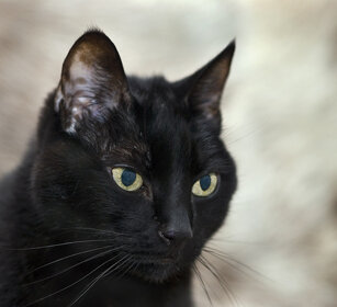 Gatto nero, Black Cat