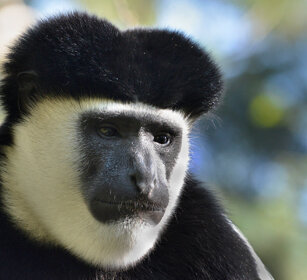 Guereza bianco e nero (Colobus guereza) Abyssinian Black-and-white Colobus monkey, lago Awasa, lake Awasa
