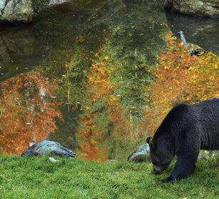 Orso bruno (Ursus arctos), Brown Bear Bayerischerwald NP