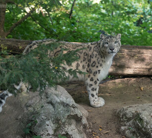 Leopardo delle nevi, Snow Leopard