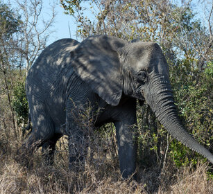 Elefante africano (Loxodonta africana) African elephant, Kruger NP