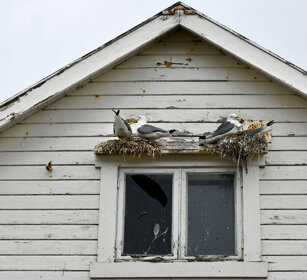 Gabbiani, Kittiwakes Norvegia, Norway, Varanger Gabbiani, Kittiwakes Norvegia, Norway, Varanger