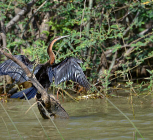 Aninga africana, Anhinga rufa, African Darter lago Zway, lake Zway