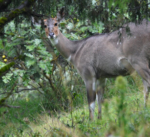 femmina di Nyala di montagna (Tragelaphus buxtoni) female Mountain Nyala, Dinsho forest