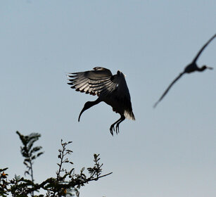 Ibis sacro (Threskiornis aethiopicus), Sacred Ibis lago Zway, lake Zway
