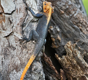 Agama testarossa Uganda