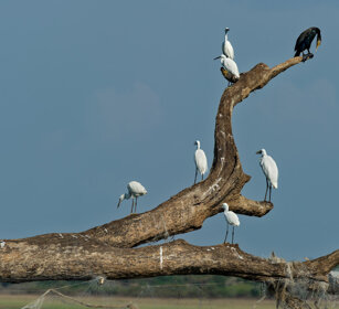 Garzette e Cormorano, Egrets and Cormorant fiume Kabini, Kabini river, Nagarhole NP, Karnataka