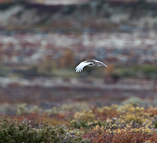 Pernice bianca nordica (Lagopus lagopus) Willow Ptarmigan, Dovrefjell NP