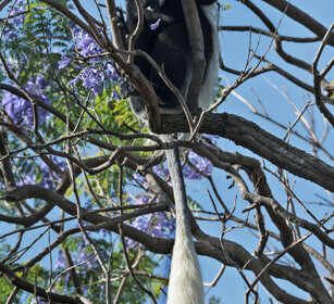 Guereza bianco e nero (Colobus guereza) Abyssinian Black-and-white Colobus monkey, lago Awasa, lake Awasa