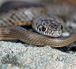 Colubro nano (Eirenis modestus) Dwarf Snake
