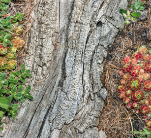 Semprevivo (Sempervivum), houseleek