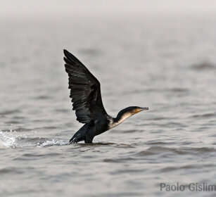 Cormorano (Phalacrocorax africanus) Long-tailed Cormorant, lago Zway, lake Zway