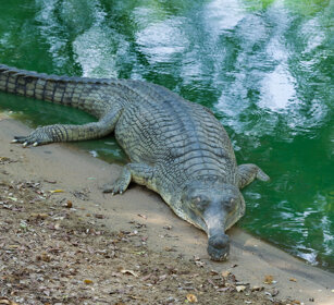 Gaviale del Gange (Gavialis gangeticus), Gharial Cholamandal village, Tamil Nadu