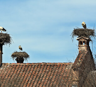 nidificazione di Cicogne, White Storks nests Centro Cicogne e Anatidi, Racconigi (Cn). Cicogne e Anatidi center, Racconigi, Piedmont