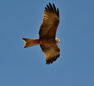 Nibbio beccogiallo (Milvus aegyptius) Yellow-billed Kite, Debre Libanos