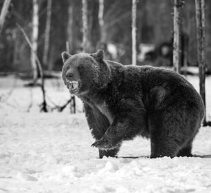 Orso bruno, Brown Bear Finlandia, Finland
