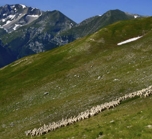 pecore, sheep PN dei Monti Sibillini, M. Sibillini NP